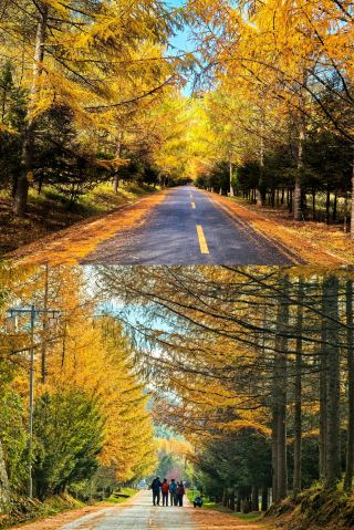 Autumn in Cypress Mountain, Liuba, Shaanxi. 