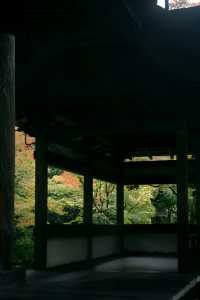 紅葉還未全盛，雨天也等不及飛到京都。