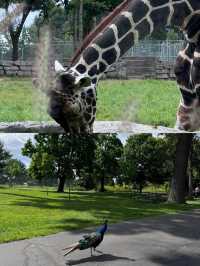 底特律動物園遊玩全攻略。