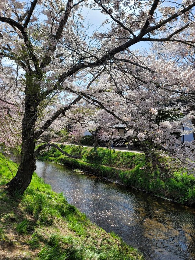 日本8日老友行 超詳細攻略來襲