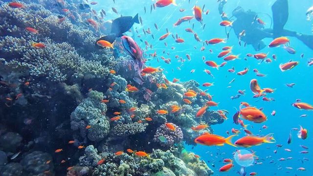 埃及紅海：您準備好體驗這個夢幻潛水勝地了嗎？