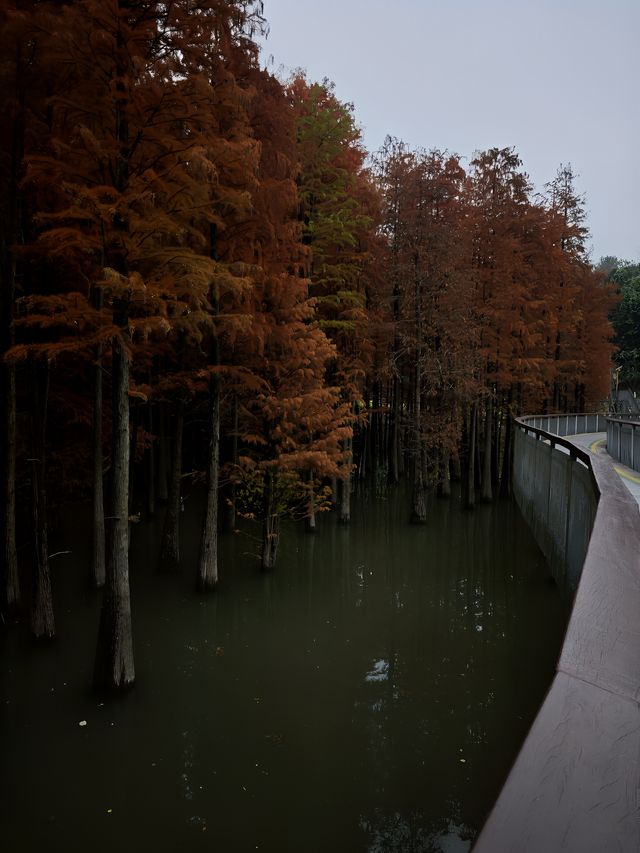 24.12.12青山湖水上森林實況