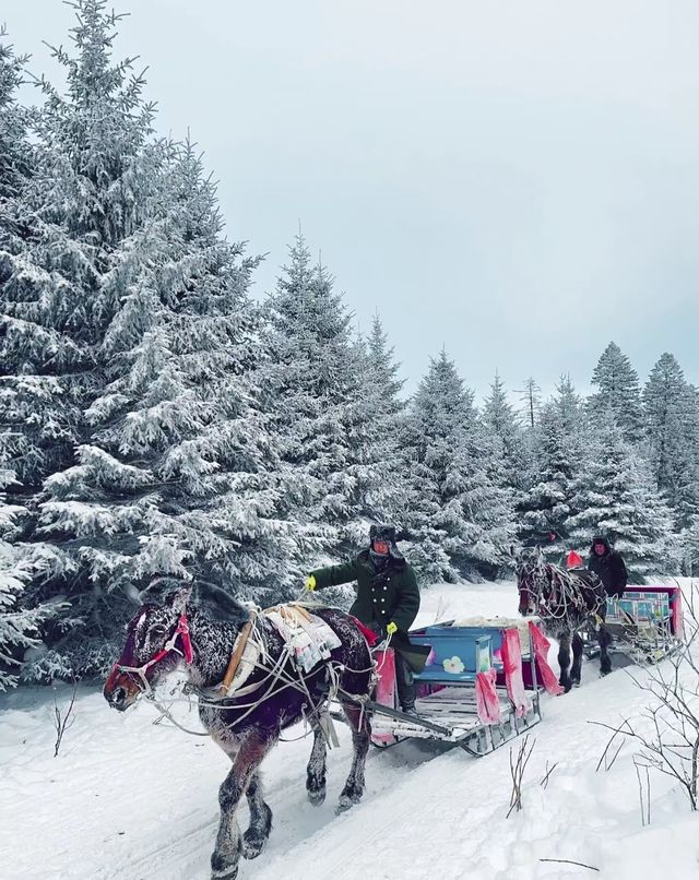 醉人的風景在路上——林海雪原