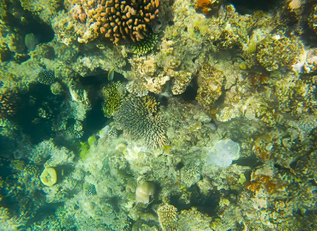 ดินแดนแห่งความฝัน - เกรทแบร์ริเออร์รีฟ