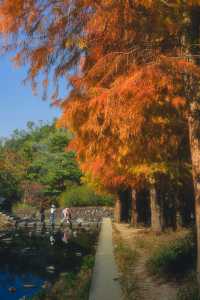 1.3拍｜深圳馬峦山公園落羽杉已到最佳觀賞期