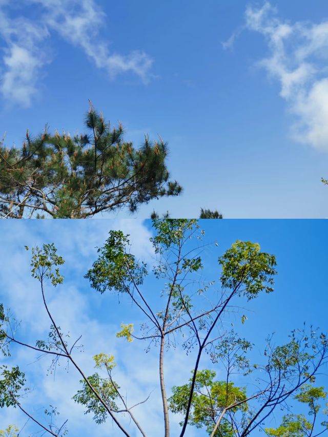 戶外行山攻略｜雲浮大雲霧山