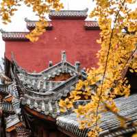 地鐵直達｜滿園金色，寶輪寺的銀杏黃了❗️||屬於重慶的冬日氛圍感已經拉滿