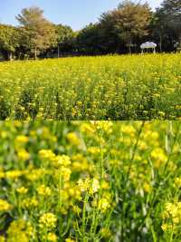 園博苑1-2月賞花攻略春節限定別錯過