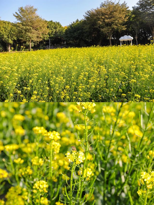 園博苑1-2月賞花攻略春節限定別錯過