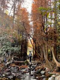 冇去阿勒泰 喺深圳馬巒山搵到咗落羽杉