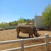 安徽大青山野生動物園 | 開啟超治癒的動物奇遇記