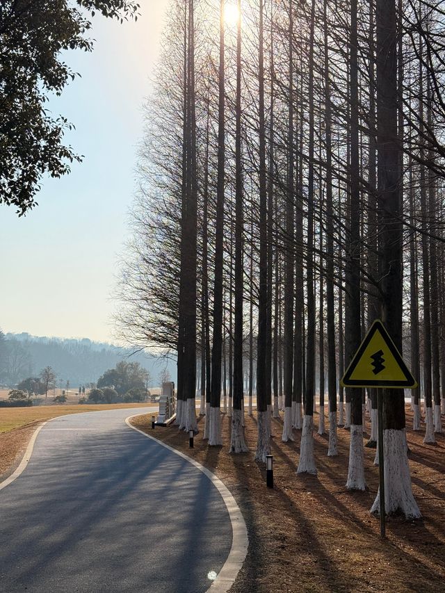 宜興龍背山森林公園拍照