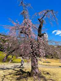 東京行程｜小石川後樂園與千鳥淵公園一日遊
