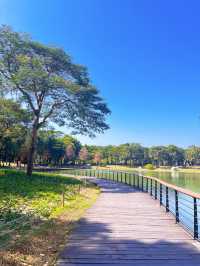 深圳好逛公園系列｜落羽杉草地和流水潺潺