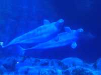 🐬 珠海的歡樂海洋世界 - 珠海長隆海洋王國 🐬