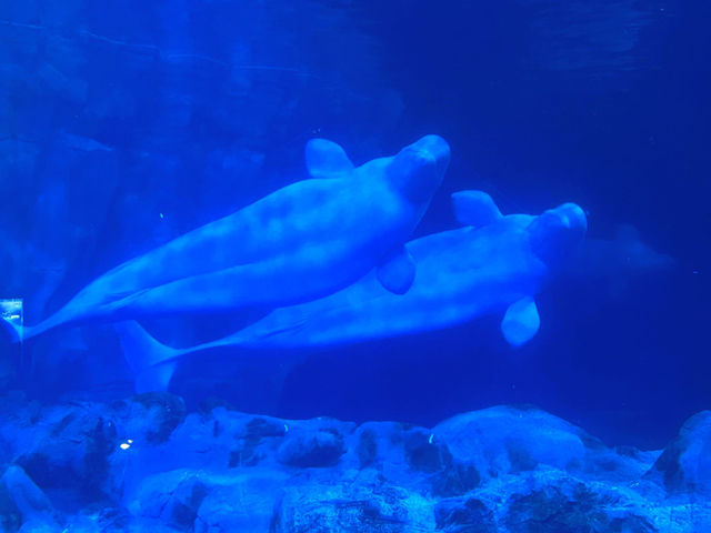 🐬 珠海的歡樂海洋世界 - 珠海長隆海洋王國 🐬