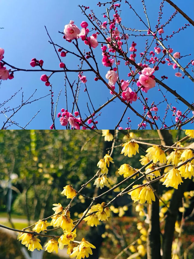 杭州超山，賞梅嘅聖地。