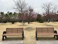 2.21 莘莊梅園實況｜「梅」不勝收，獨佔春色，專場