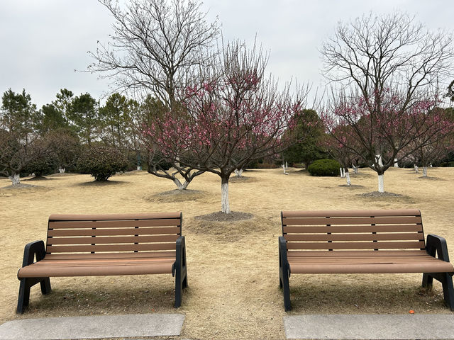 2.21 莘莊梅園實況｜「梅」不勝收，獨佔春色，專場