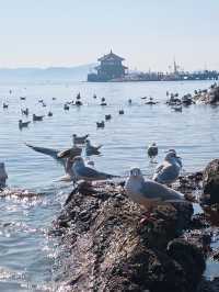 6日暢遊泰安-濟南-青島 必玩景點大揭秘