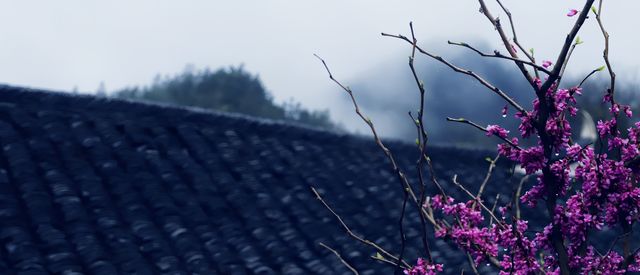 來楓香瑤寨，打卡山頂無邊際泳池