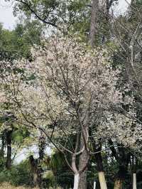 長沙 | 湖南省植物園賞花指南