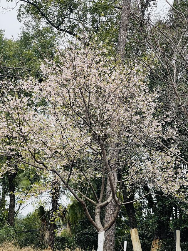 長沙 | 湖南省植物園賞花指南