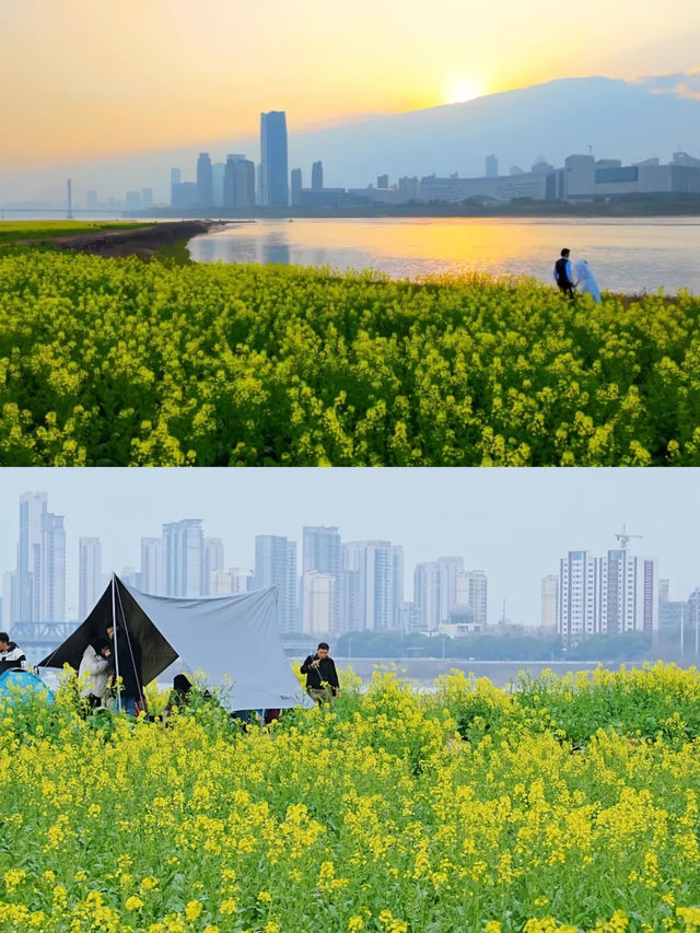 2025南昌油菜花海要開啦！快來打卡！