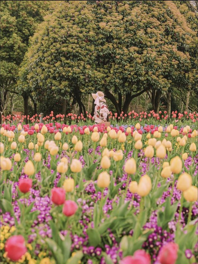 3月中旬不要錯過上海市區的這片鬱金香花海
