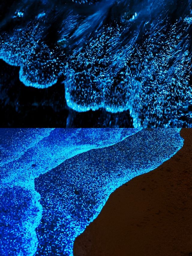 天津海邊藍眼淚,睇呢篇攻略就夠晒🫶🩷 天津海邊藍眼淚,睇呢篇攻略就夠晒🫶🩷