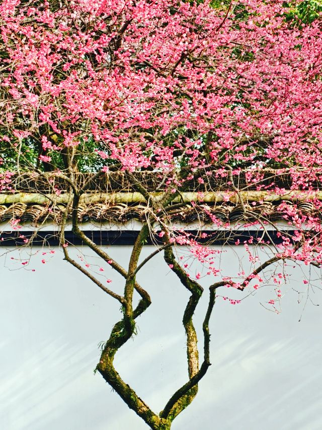 放過錢王祠吧！這個冷門寺廟的梅花更好拍