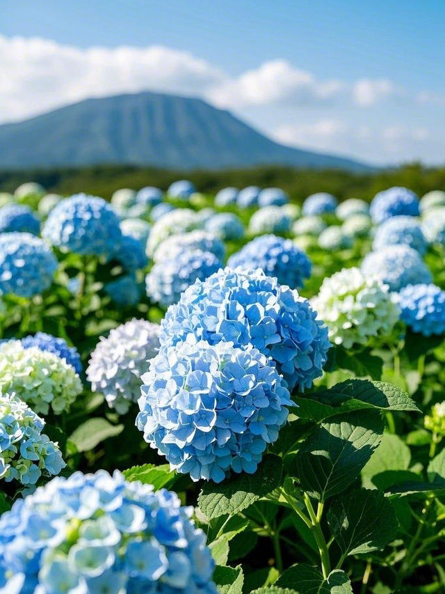 赴一場濟州島繡球花的繽紛之約