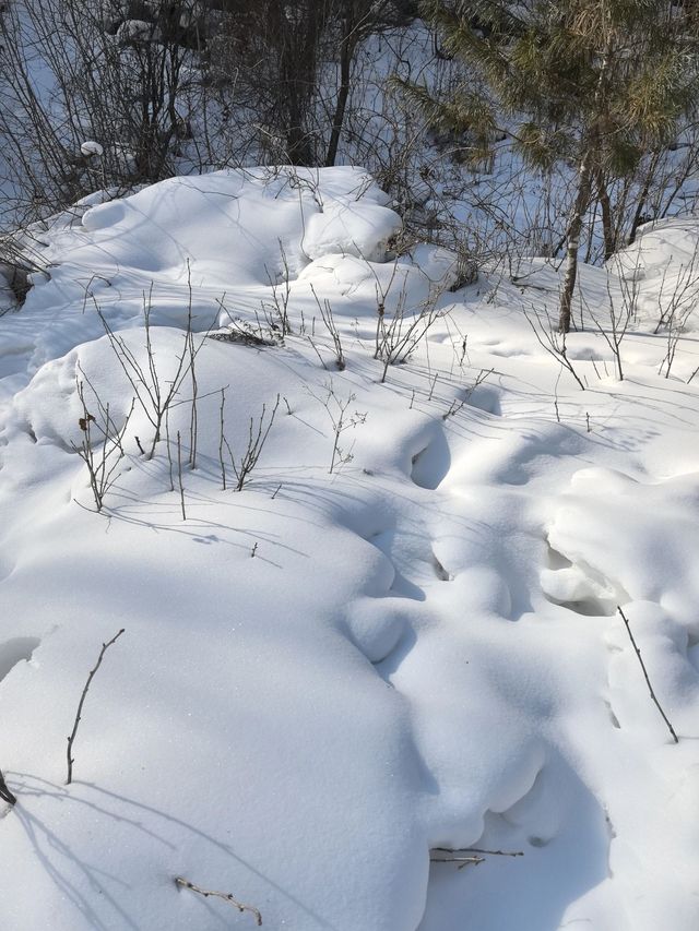 3日哈爾濱-雪鄉之旅 泡溫泉·賞雪景全攻略