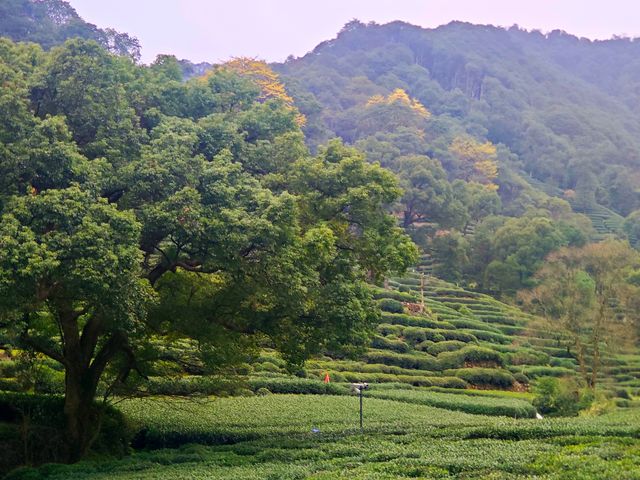 去梅家塢喝茶賞花吧
