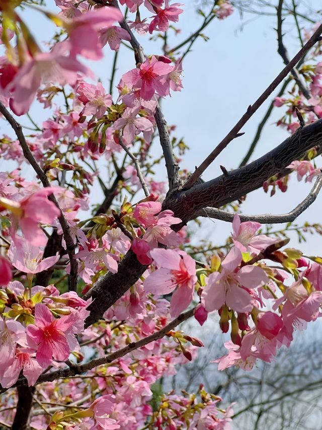武漢櫻花實況 武漢櫻花實況