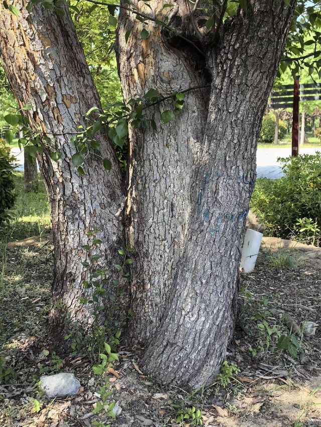 大漢之源————龍霧橋傳說