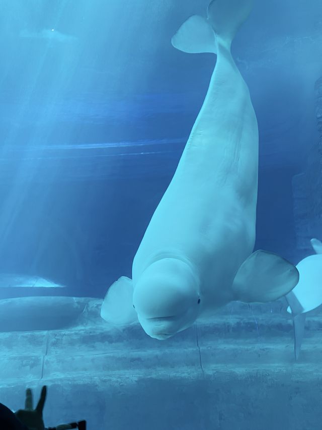 三亞這個不用花錢的水族館，真的讓人上頭！
