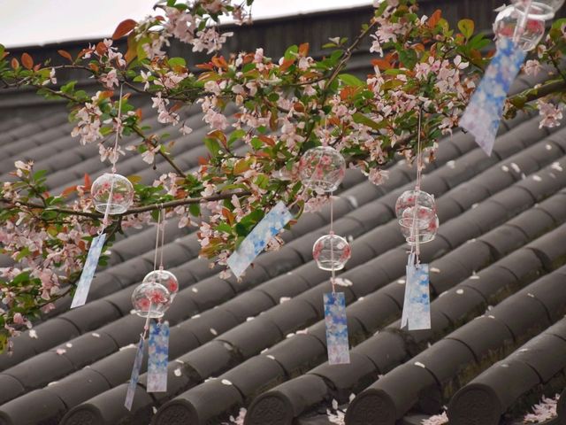 南京這個免費公園才是春日賞花天花板吧！