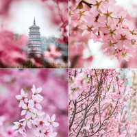 武漢｜誰能想到我竟在商場賞櫻🌸