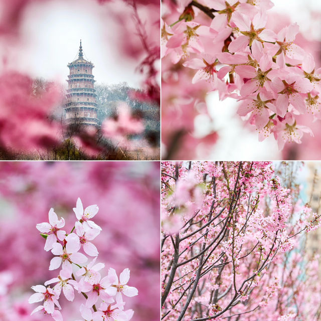 武漢｜誰能想到我竟在商場賞櫻🌸