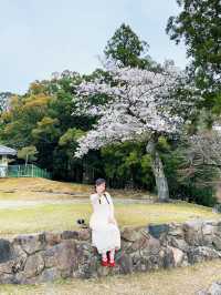 🌸【京都】嵐山櫻花攻略：穿梭在櫻花林中，超浪漫。