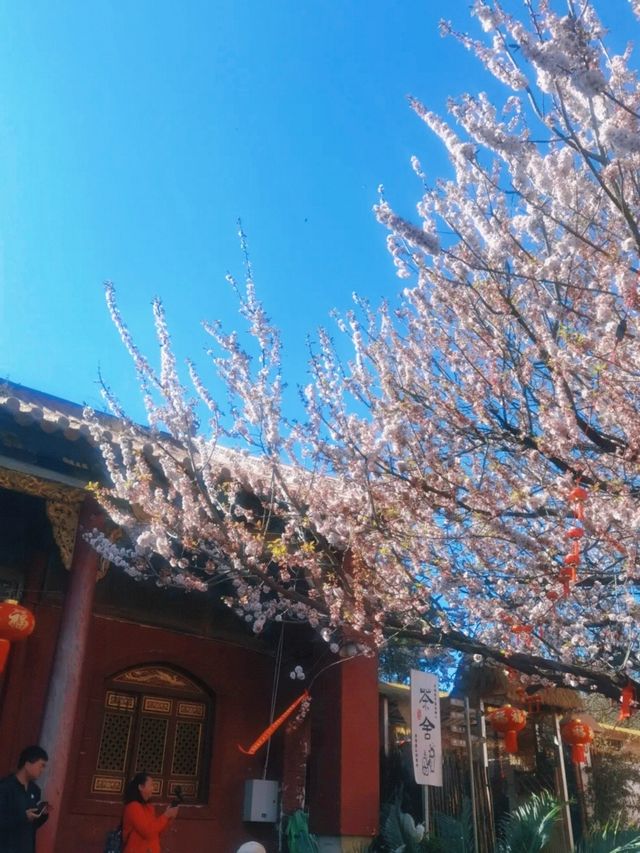 昆明周邊遊｜城市一角，妙高寺，春日賞花好去處～