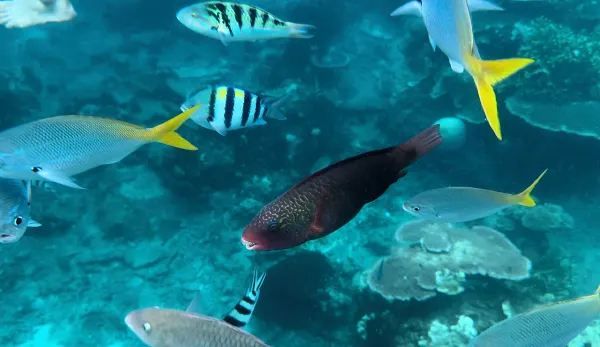 Explore Malaysia's Hidden Gem: Redang Island