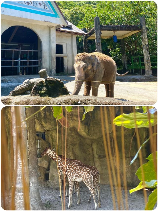 台北動物園超全遊玩攻略來啦！