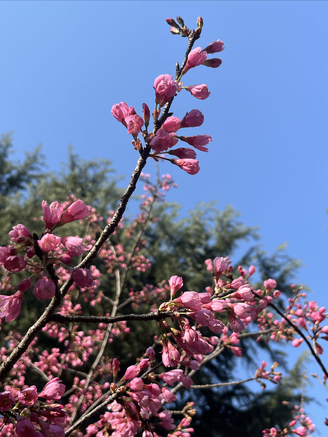 白塘公園：百花齊放