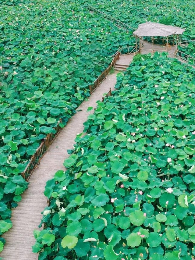 誤入荷花深處🪷杭州免費賞荷採摘地