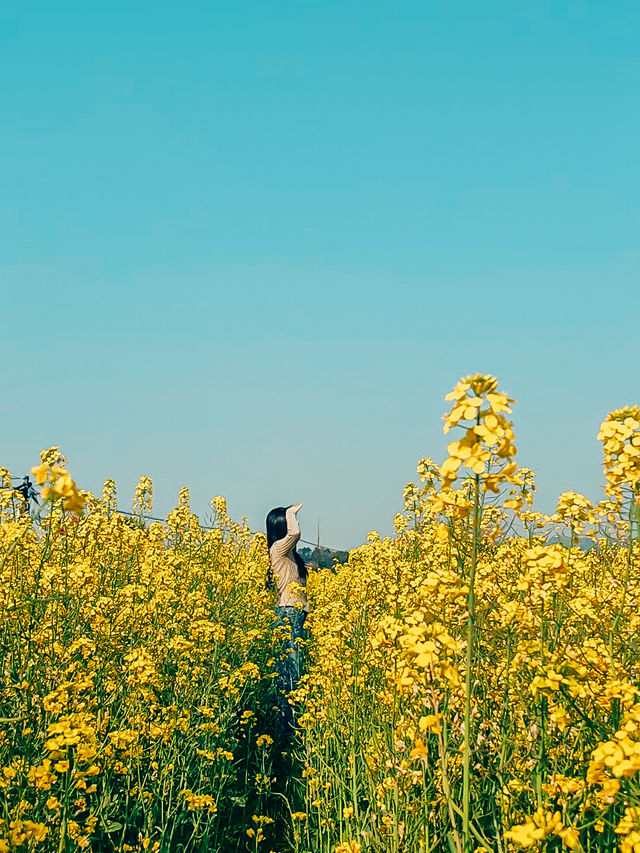 清明節去西歸浦賞油菜花 | 韓國濟州島