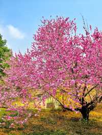 春日限定！北京植物園賞桃花攻略
