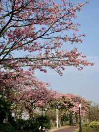 花海如夢，綿延心間