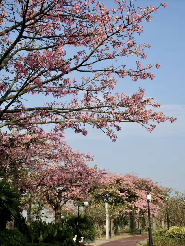 花海如夢，綿延心間